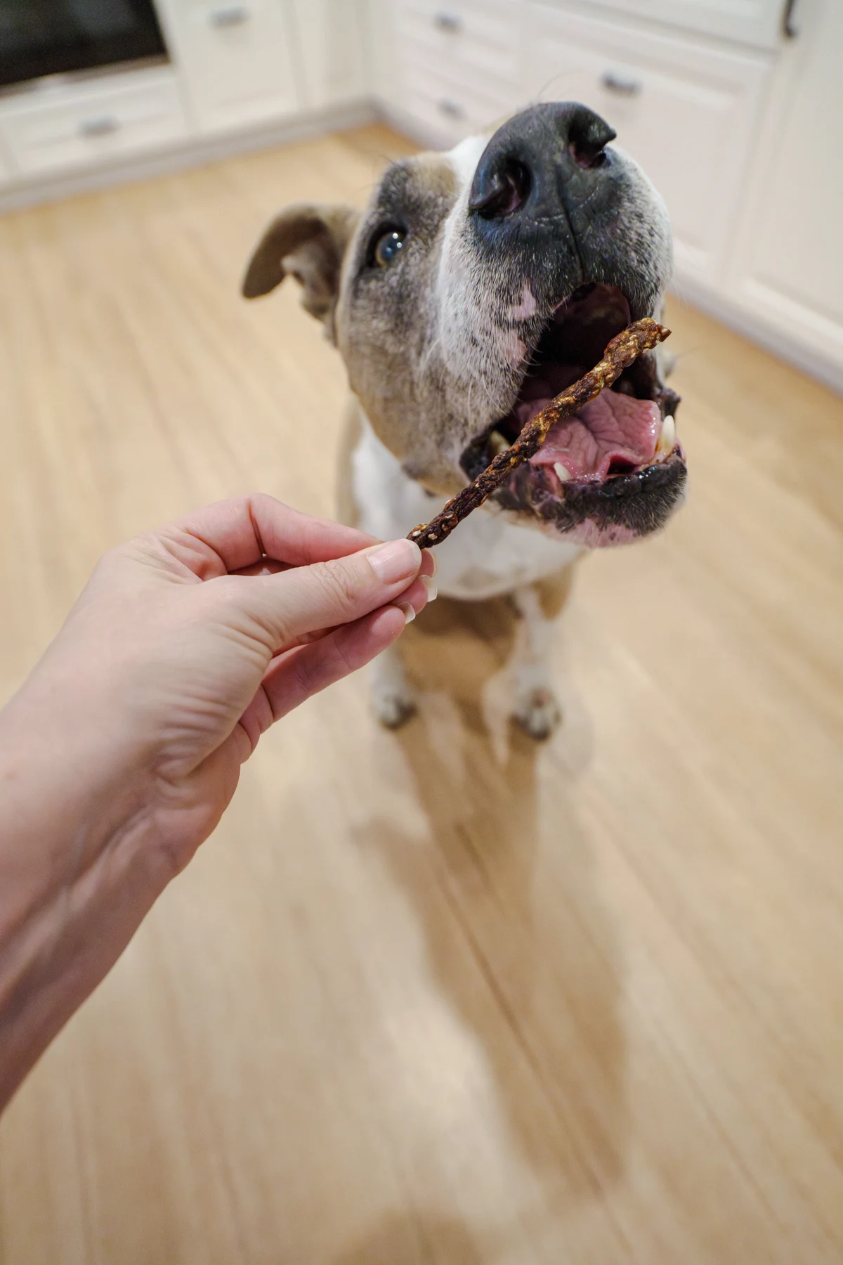 Buddy with a mobility stick.