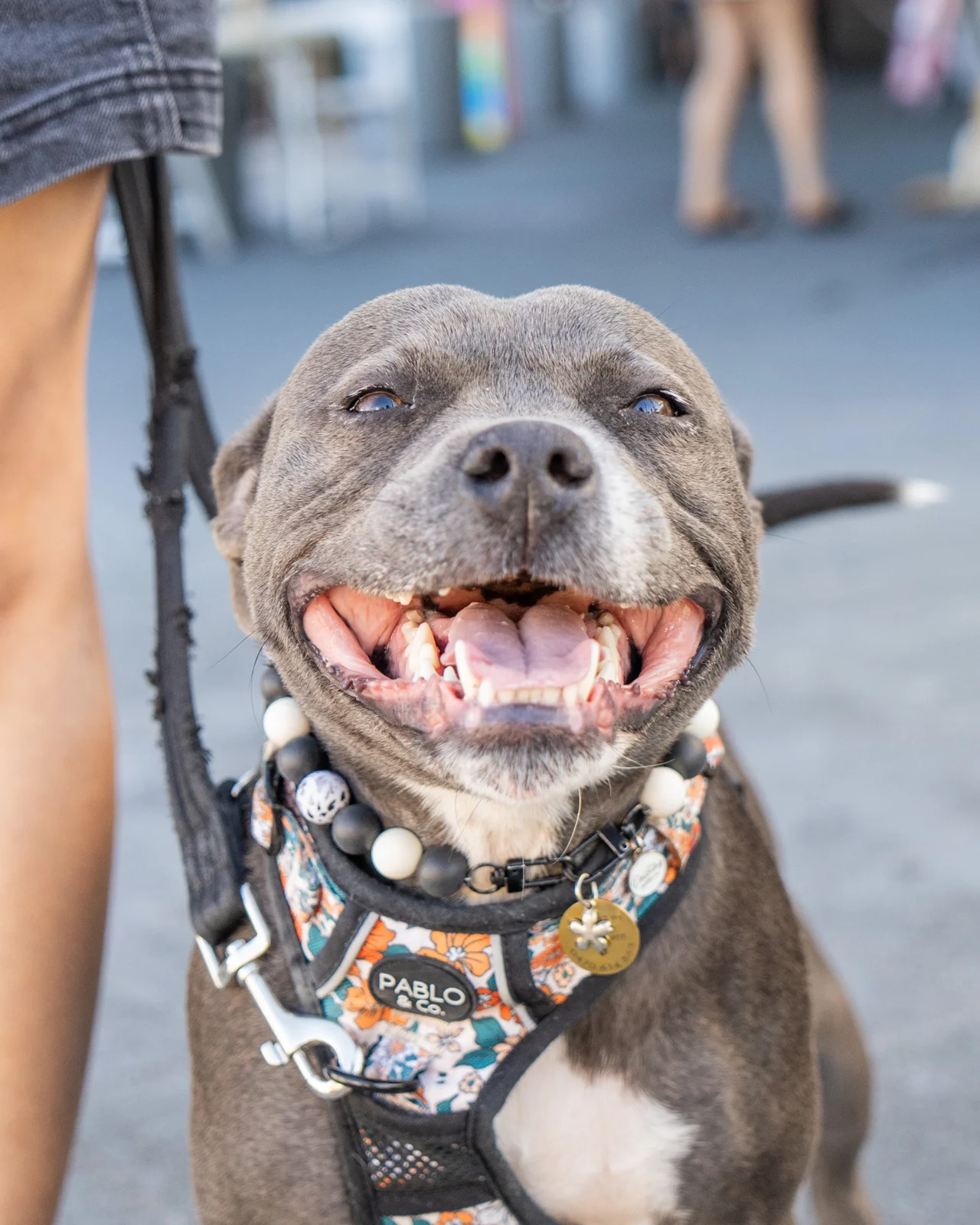 A happy four-legged visitor.