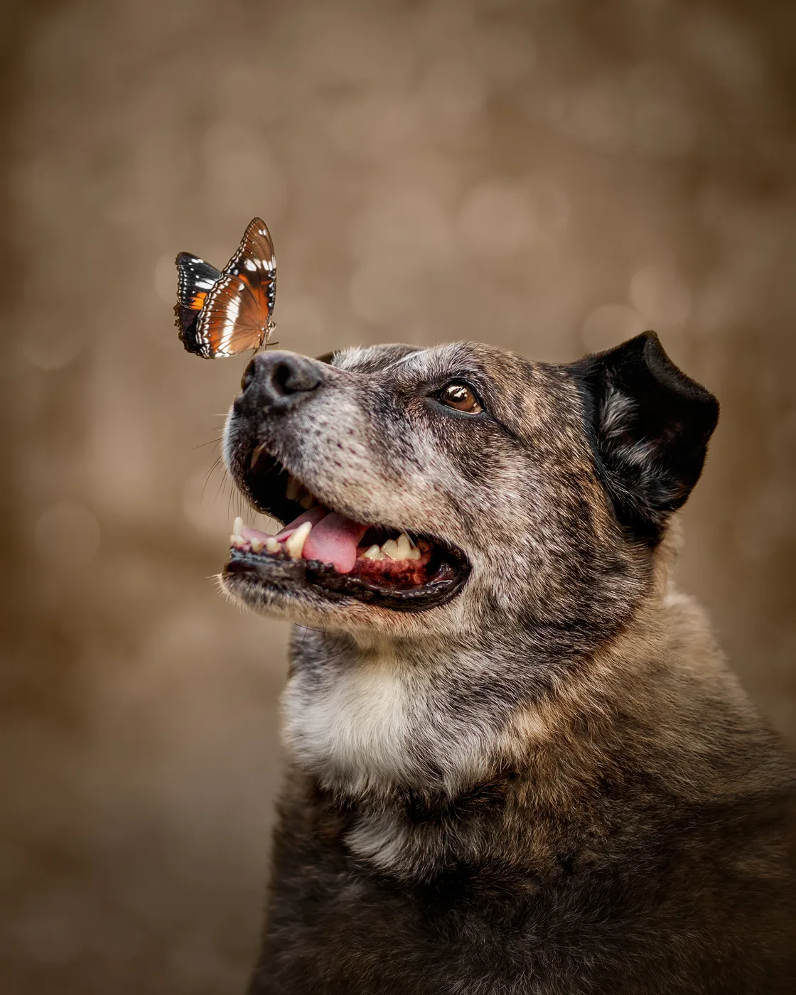 A signature butterfly portrait.