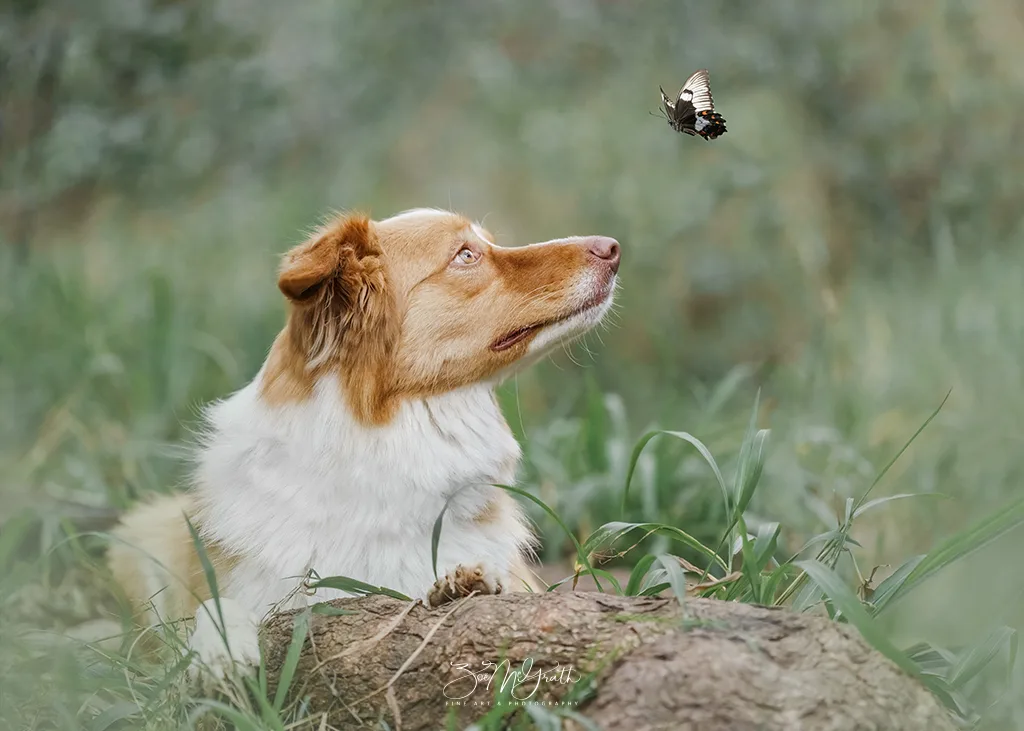 Duke and a butterfly.