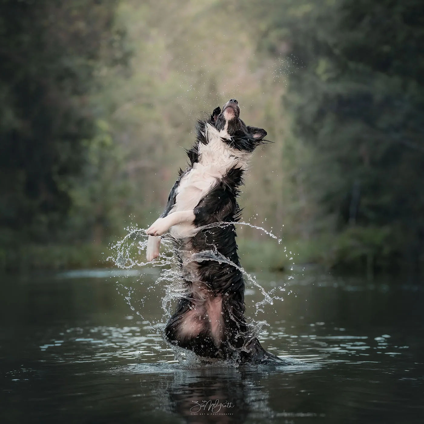 Dutch, mid-splash.