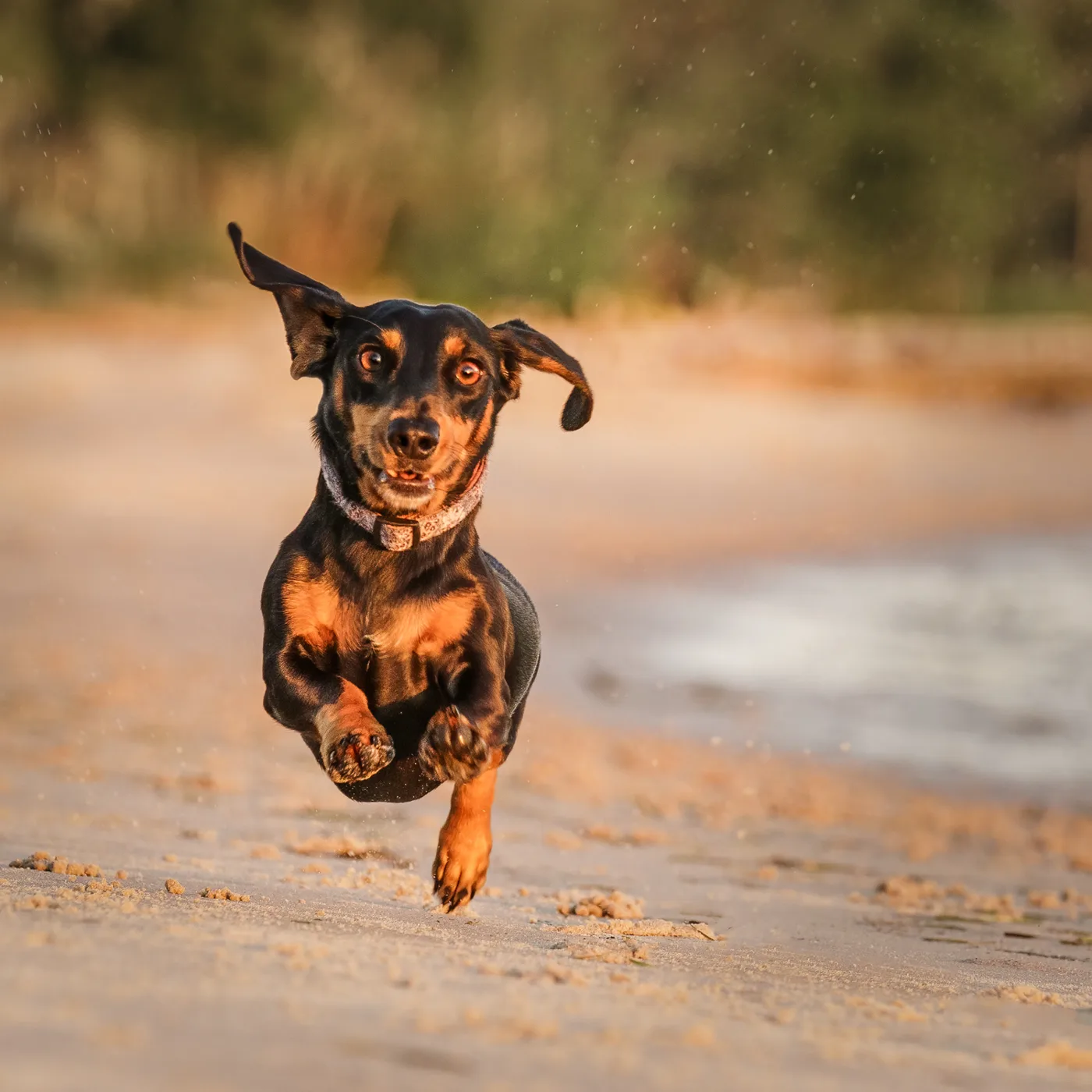 Lola running on the beach.