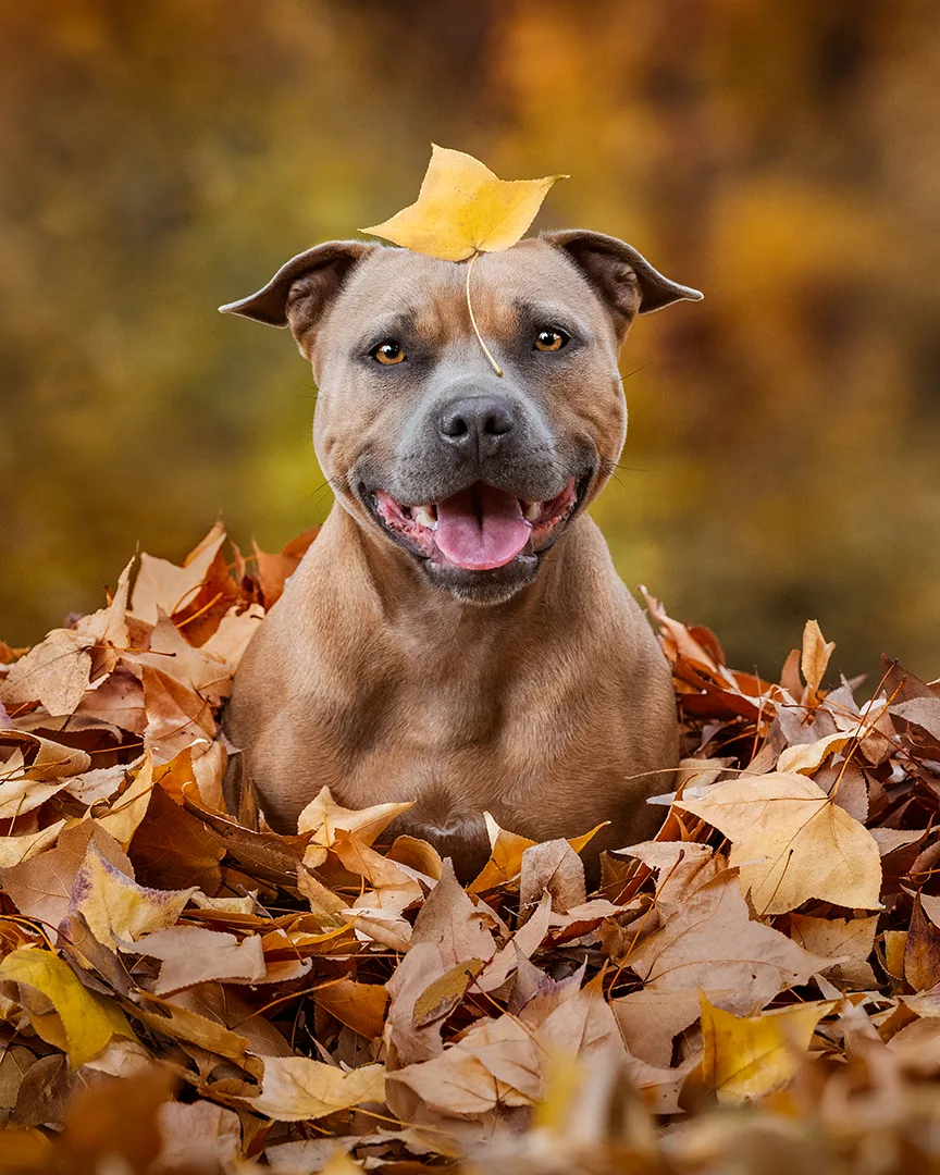 A Staffy in autumn leaves.
