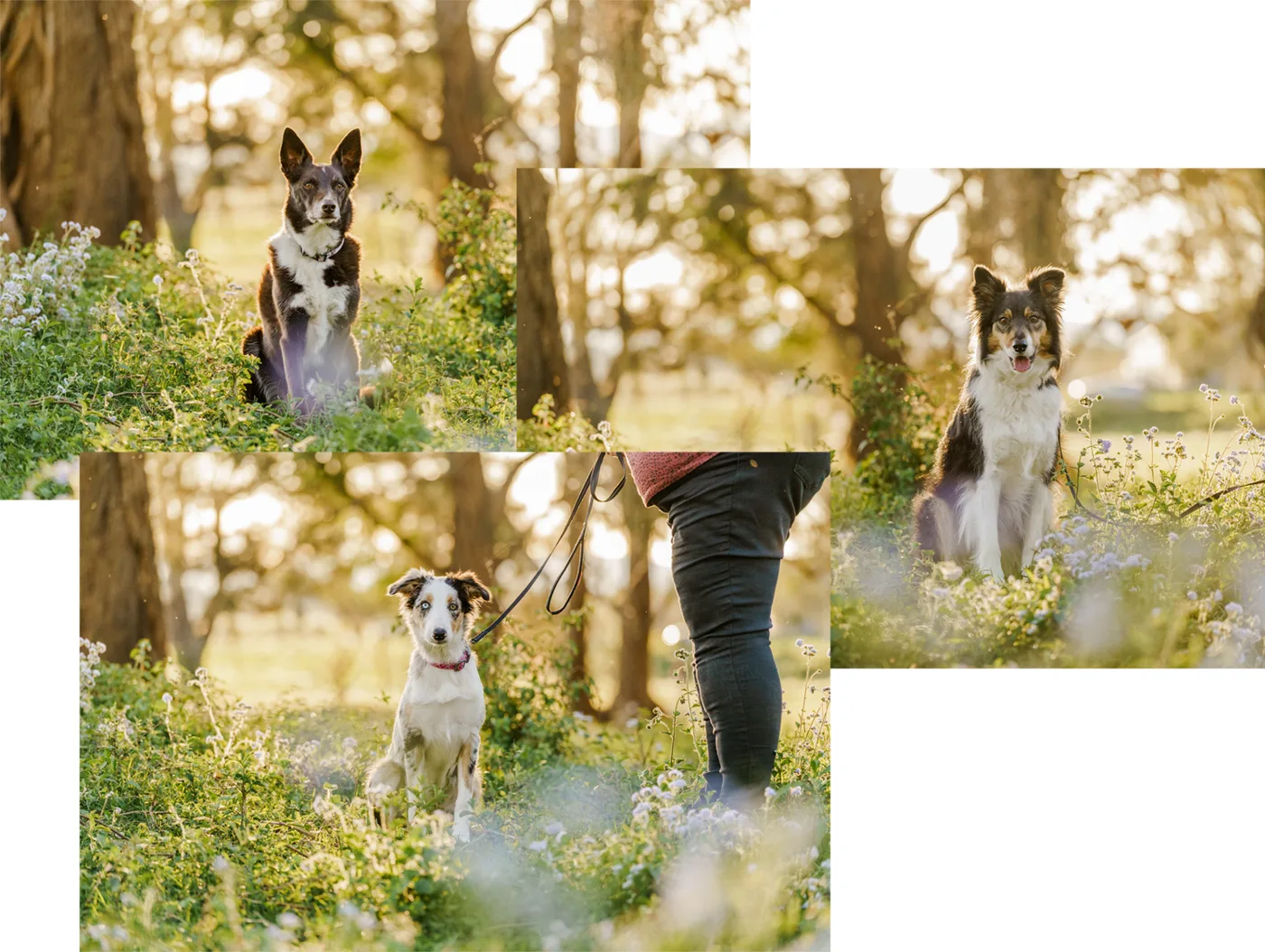 The separate frames, with the handler in shot.