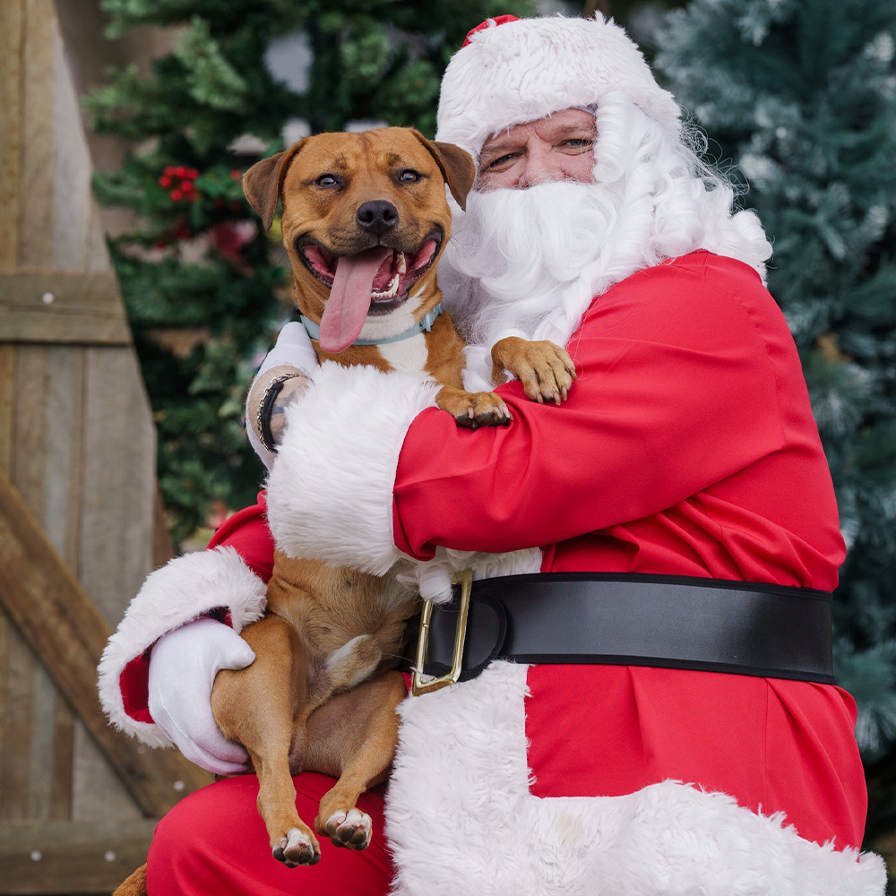 A staffy having its Christmas photograph taken with Santa