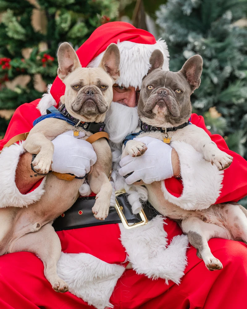 Two dogs sharing their moment with Santa.