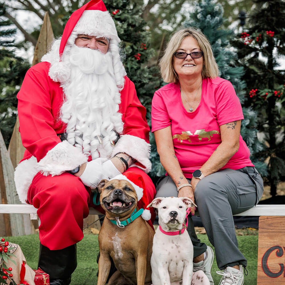 Staffy Rescue Santa Photo